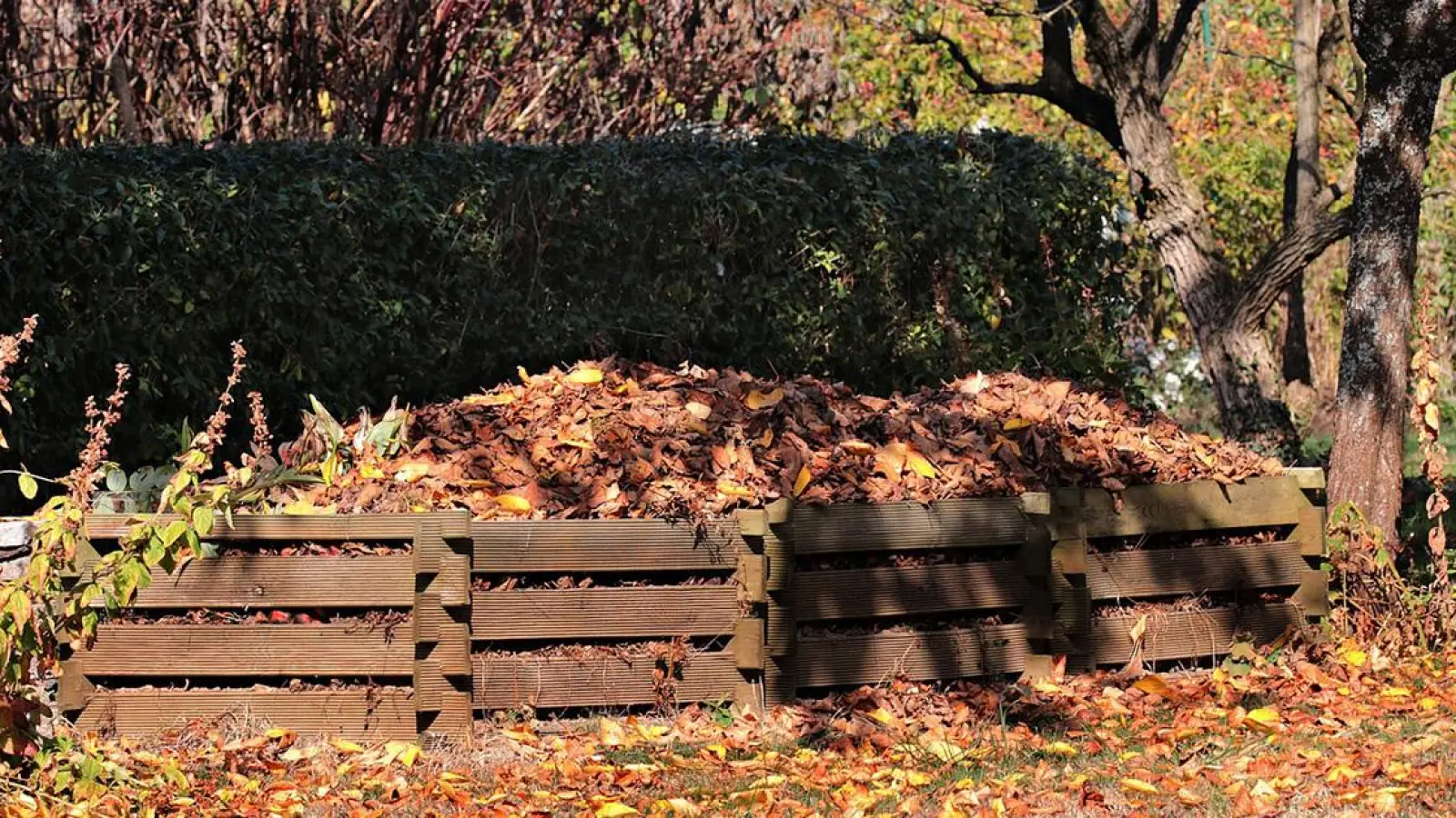 Wohin mit all dem Rasen- und Heckenschnitt? (Foto: red)