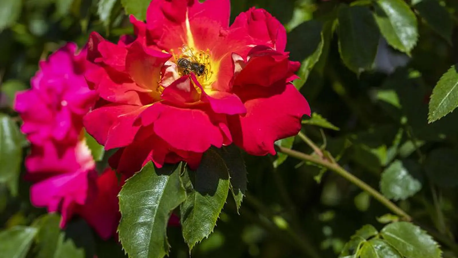 Ungefüllte Blüten bieten Nektar und<br>Pollen für Bienen und andere Insekten. (Foto: Blumen – 1000 gute Gründe)