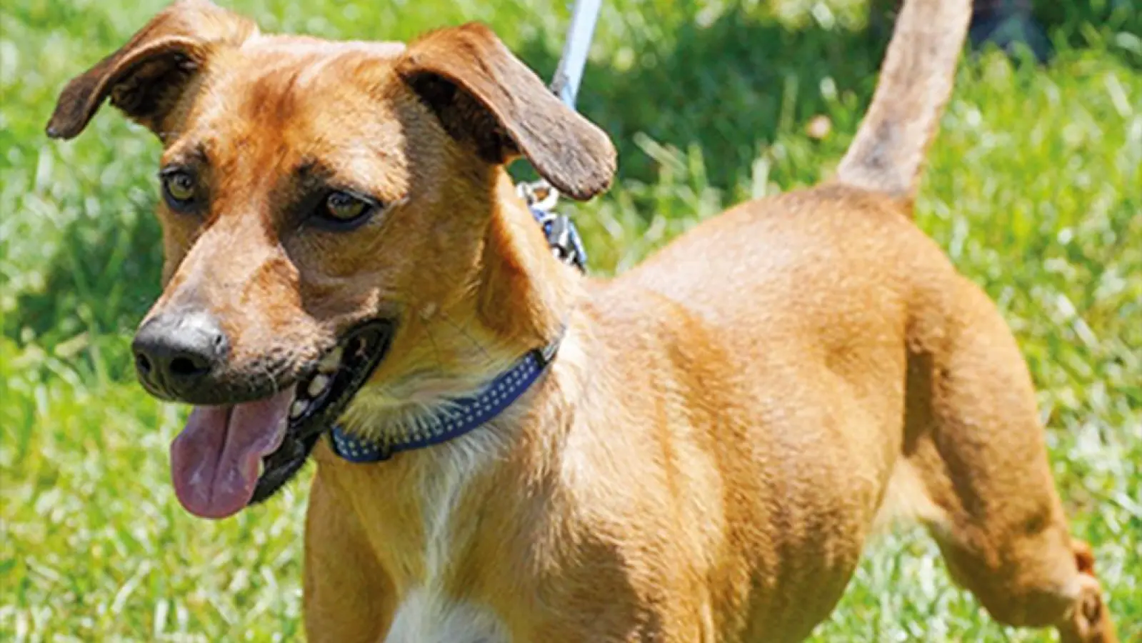 Tierheim Tier Hund Joschi Foto Stefan Dörfler (Foto: inBayreuth.de)