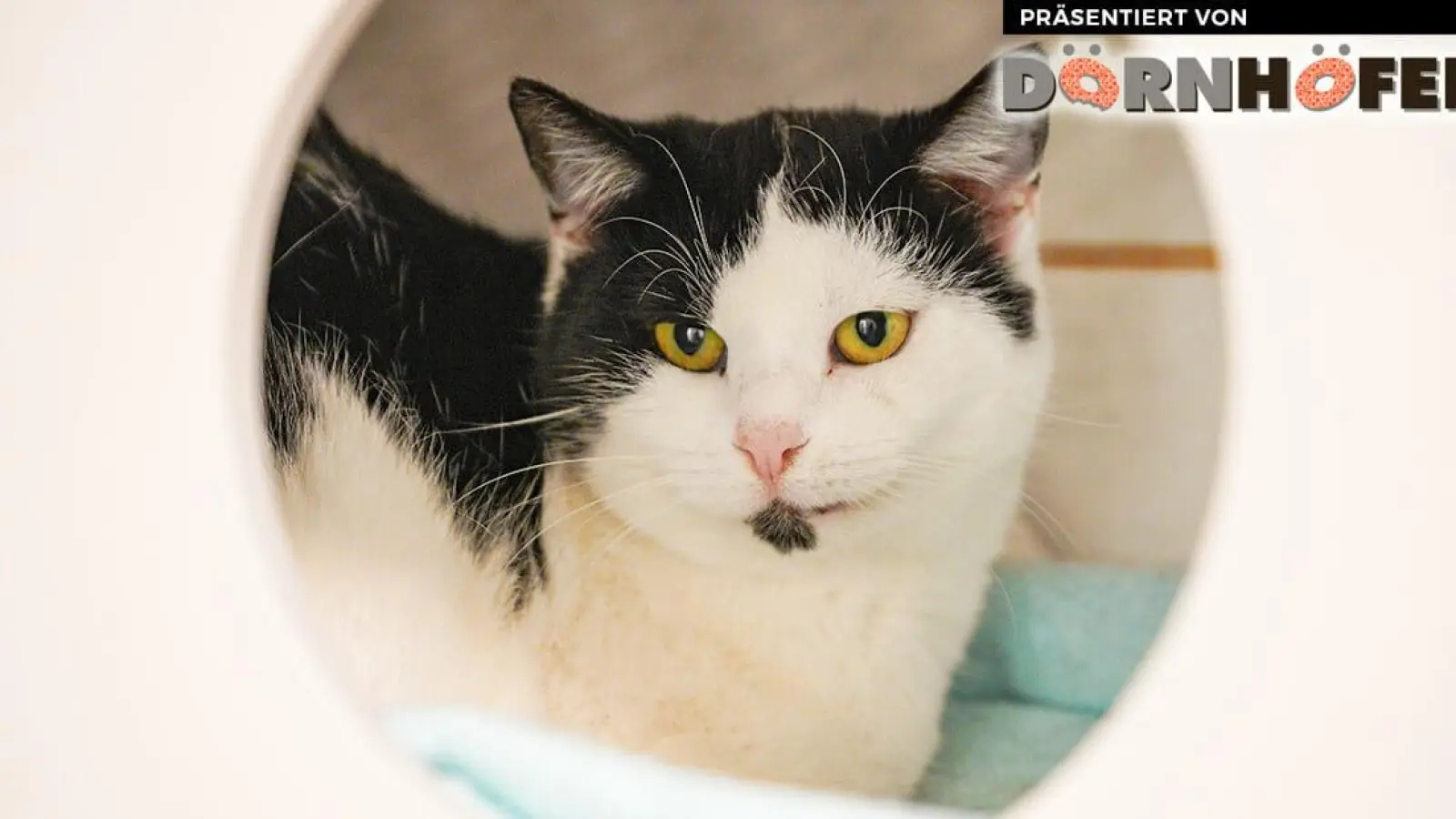 Paulette (Foto: inBayreuth.de)