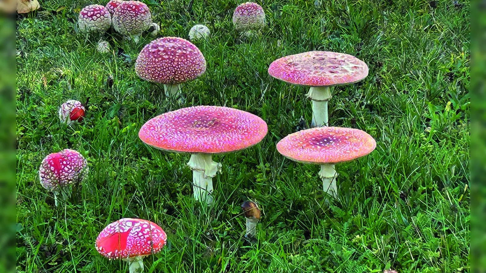 Für Kinder und Haustiere gilt bei Pilzen im Garten besondere Vorsicht. Schon kleine Mengen können Beschwerden auslösen.  (Foto: Redaktion [gmu] (g.munzert@inbayreuth.de, gmu))