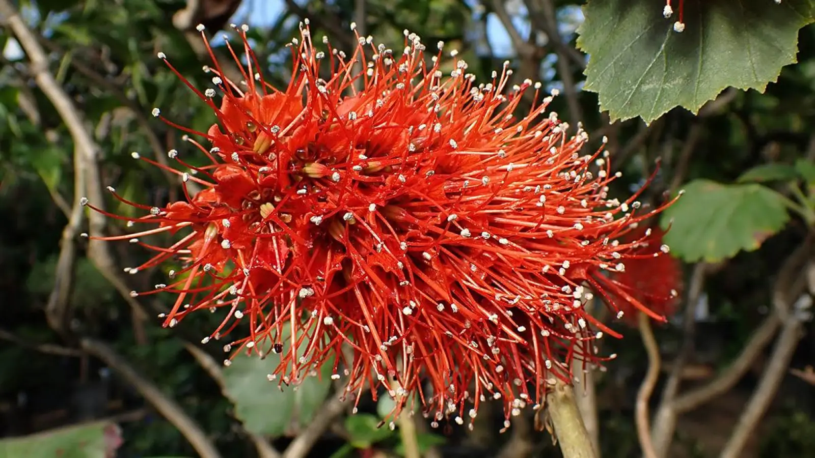  Flaschenbürste Greya radlko. (Foto: red)