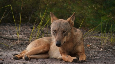 Foto: Sebastian Koerner