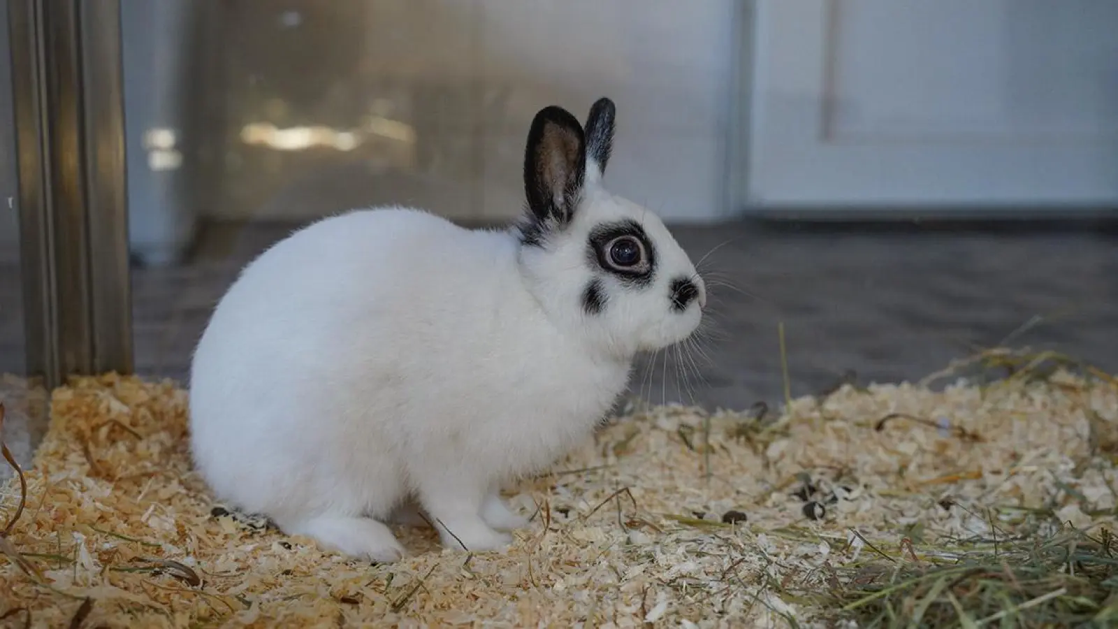 Tierheim Bayreuth: Besitzer gesucht (Foto: inBayreuth.de)