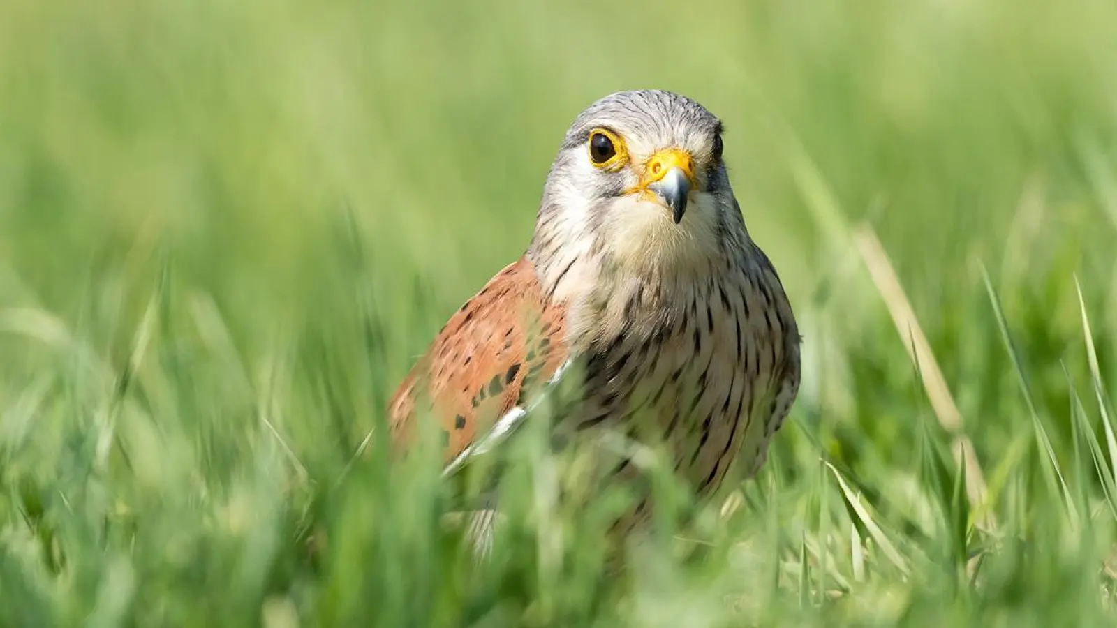 Die ersten Tiere brüten ab März auf den Wiesen in Bayern. Dann darf nicht gewalzt werden. (Foto: pixabay/marliesplatvoet)