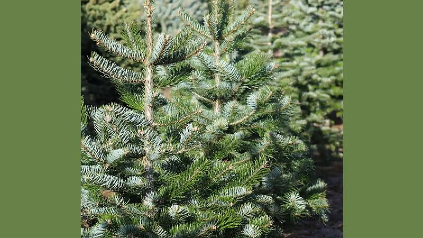 Weihnachtsbaummarkt im Stadtgebiet (Foto: red)