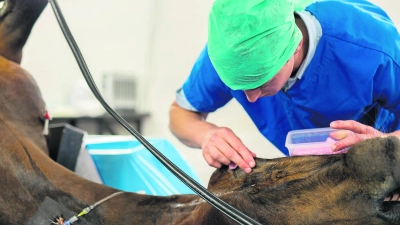 Equine surgery by horse specialist veterinary surgeon  (Foto: red )