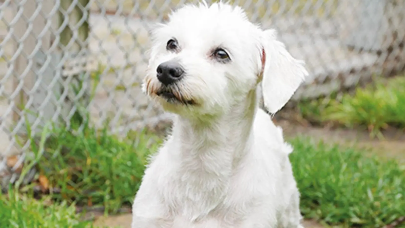 Tierheim Hund Molly Foto Dörfler (Foto: inBayreuth.de)