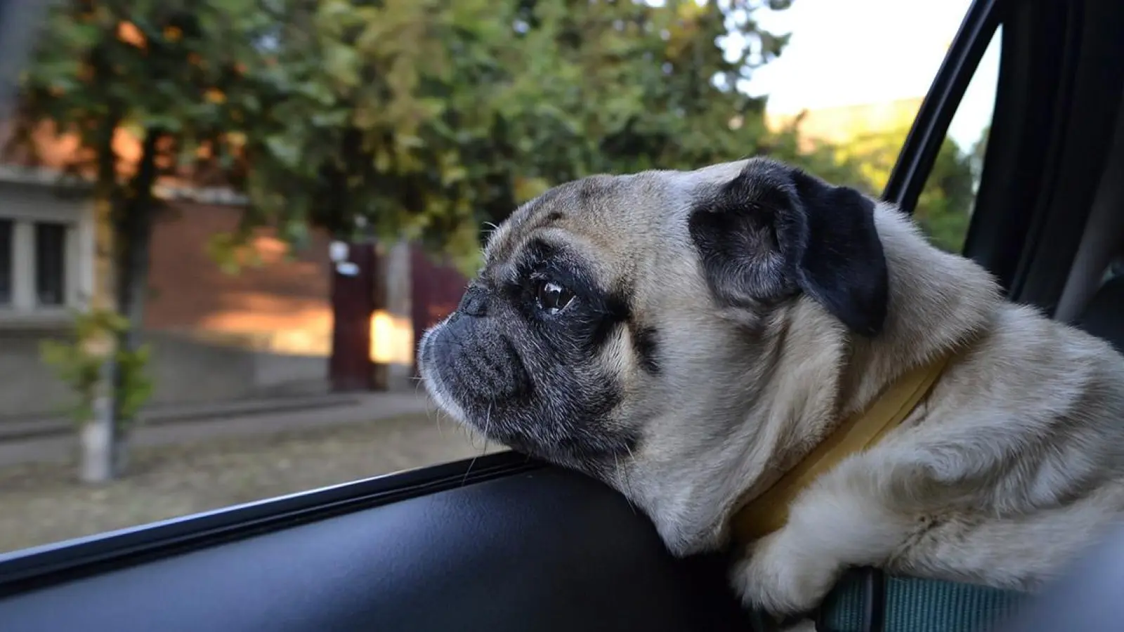 Polizei in Oberfranken: Hund verendet in Auto (Foto: red)