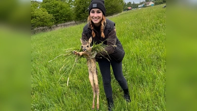Versteckt im hohen Gras – und in Lebensgefahr: Jedes Jahr sterben unzählige Rehkitze bei Mäharbeiten. (Foto: red )