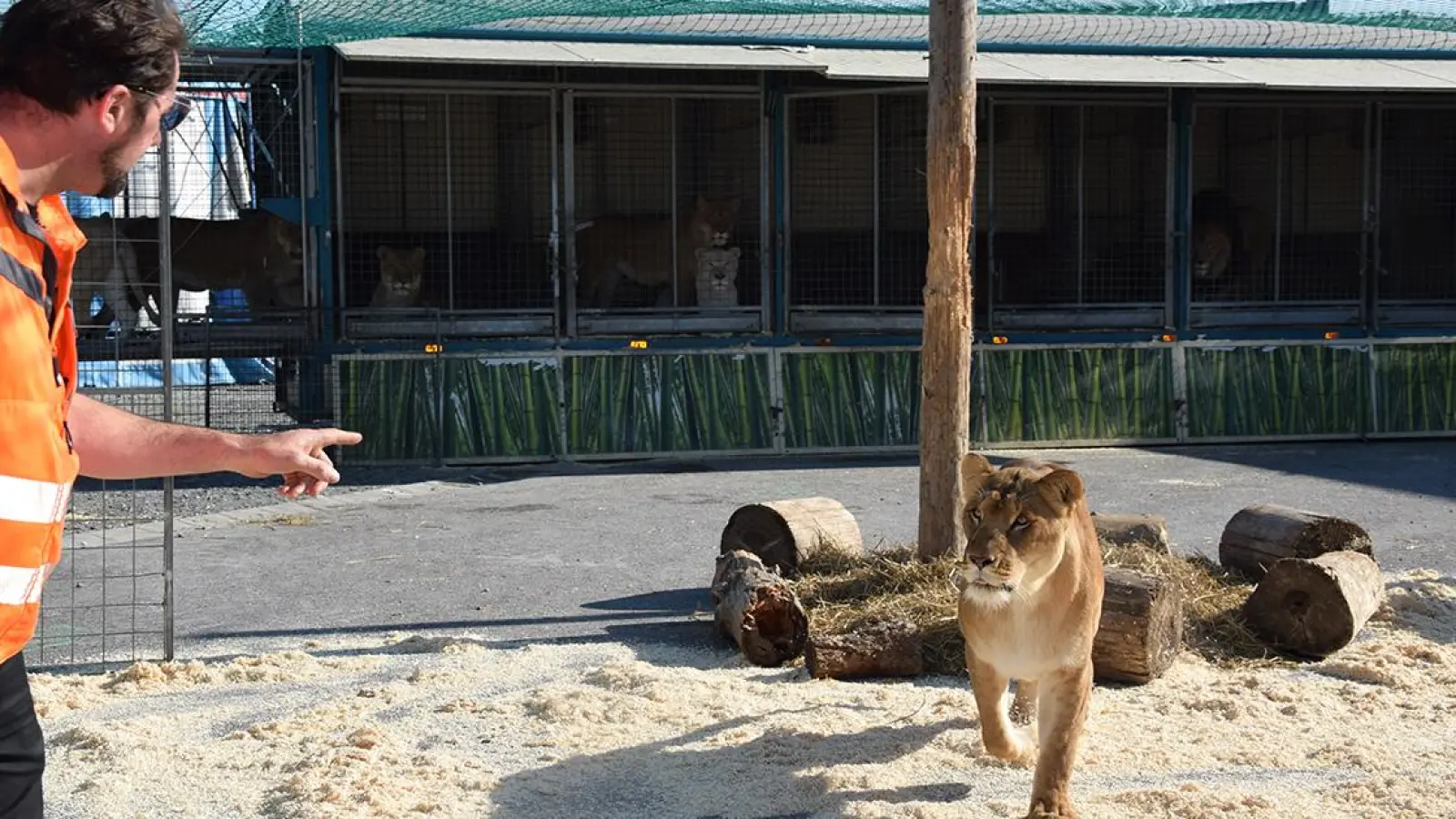 Circus Krone: Raubtierbändiger Martin Lacey jr. mit Löwin Cleo (Foto: Lenkeit)