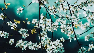 Foto: Pixabay