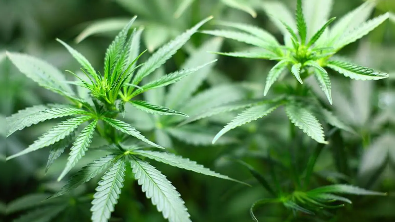 cannabis-pflanze- Foto Pixabay (Foto: pixabay)