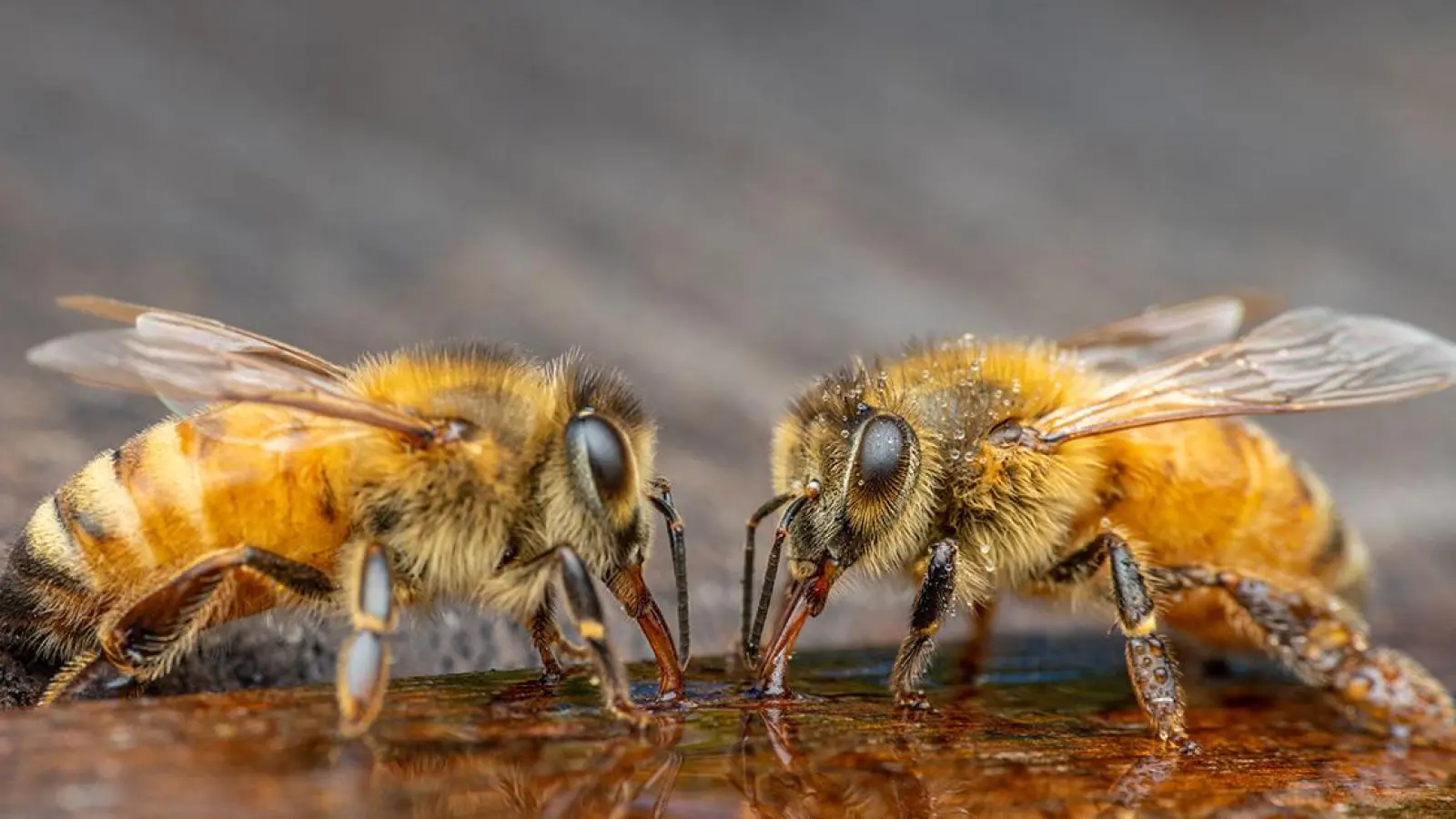 Vortrag über das Leben der Biene (Foto: red)