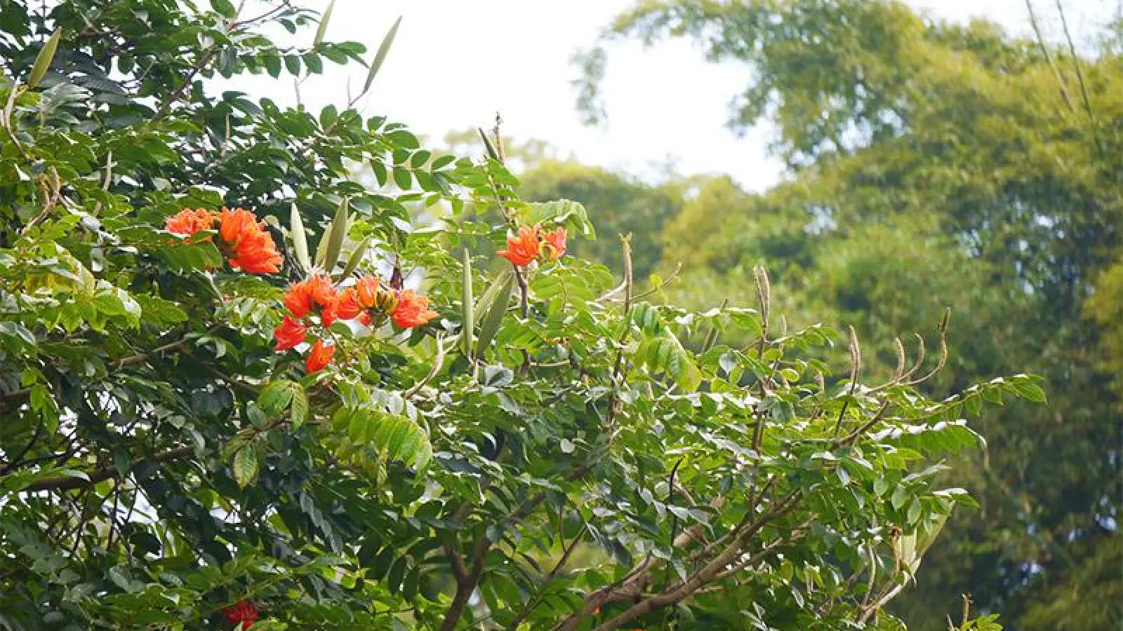 Die Pflanzen der Karibik (Foto: red)